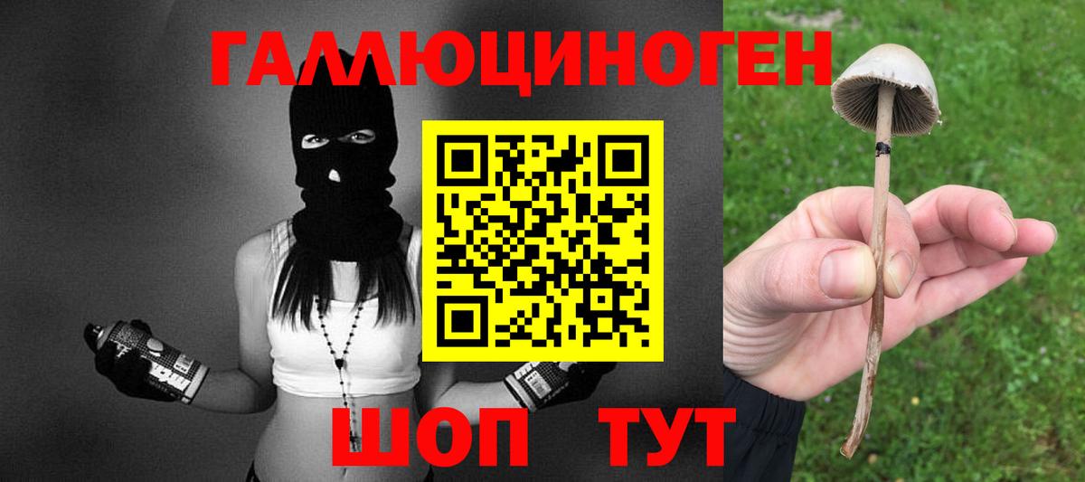 Псилоцибиновые грибы мицелий Сокол